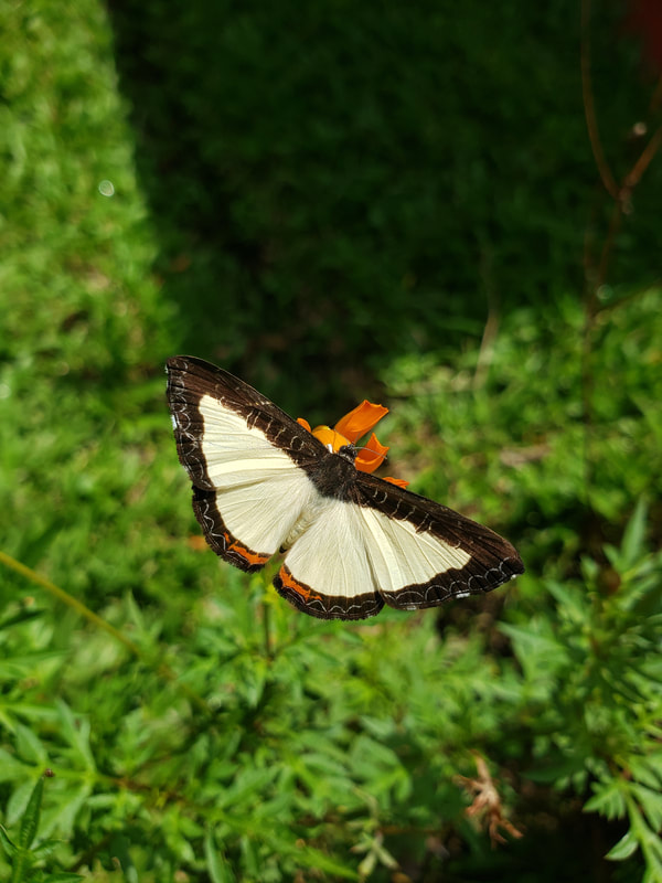 White, black, and orange butterfly on an orange flower