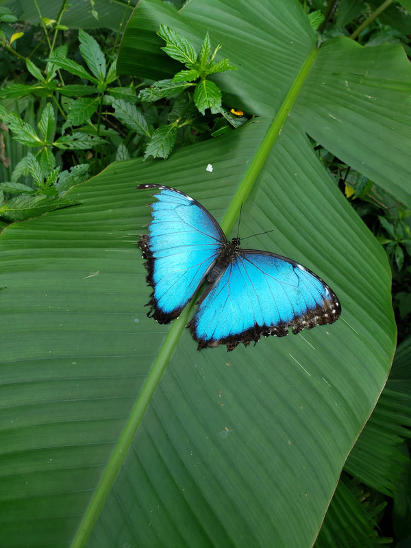 Shiny blue butterfly on banana leaf 