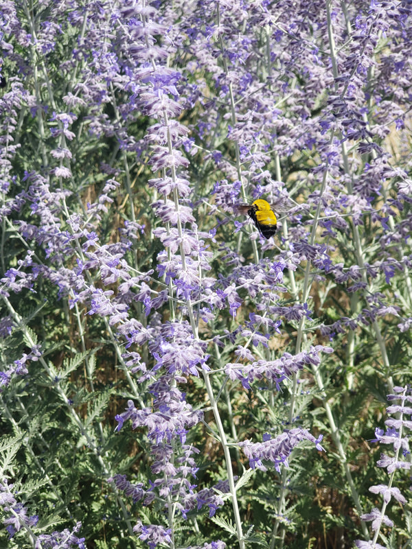 Bumble bee around purple flowers