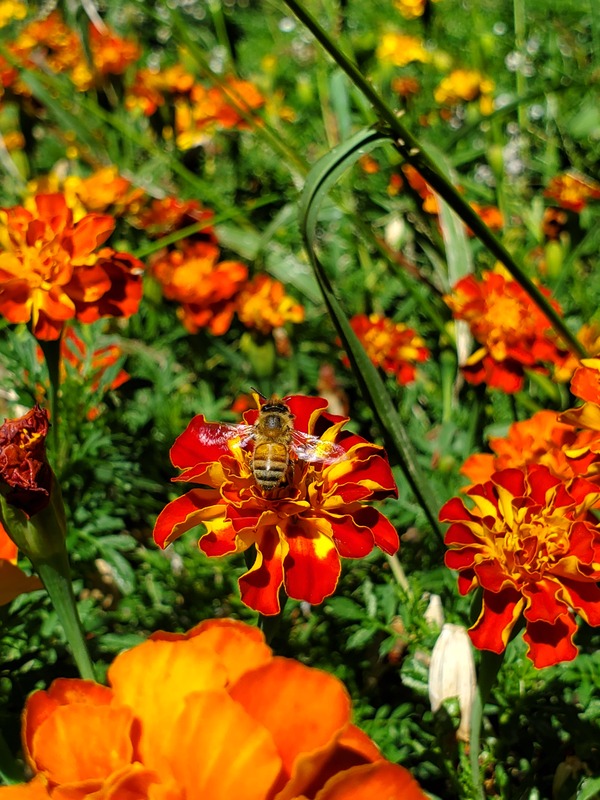 Honey bee on red and yellow flower