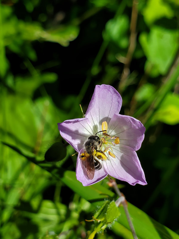 small white striped bee on pinkish purple flower