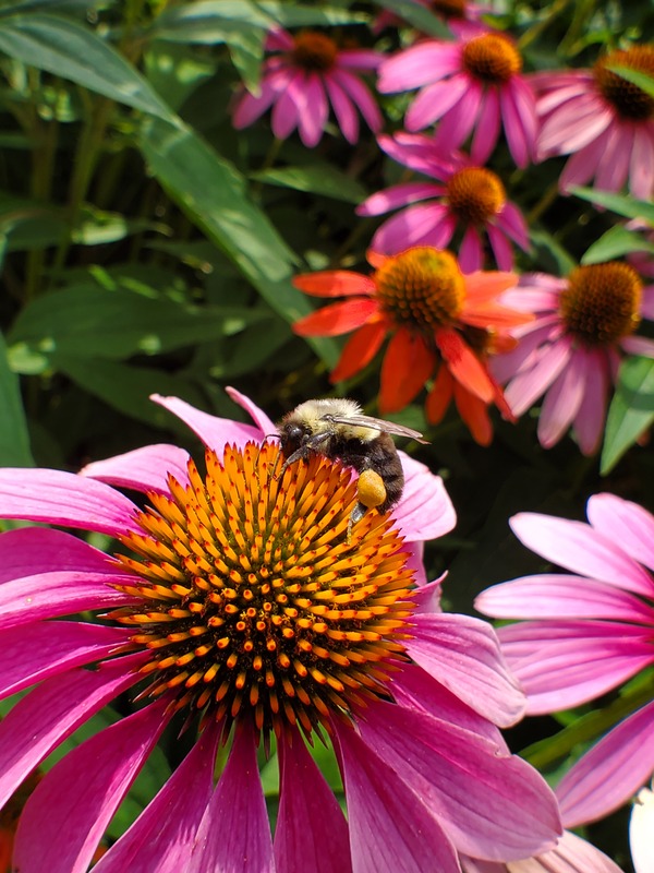 Bumble bee with full yellow pollen basket on a pink cone flower