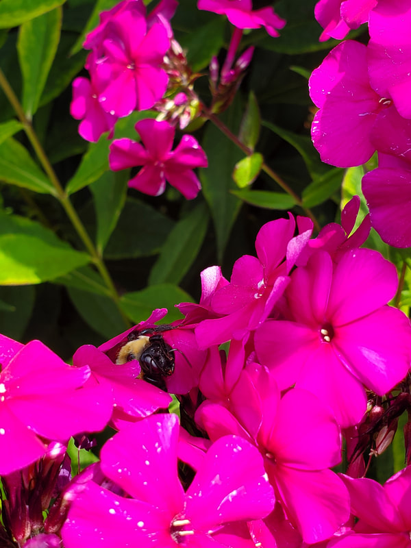 Large black carpenter bee peaking between pink flowers