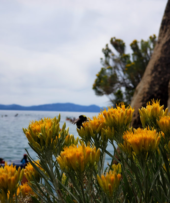 Bumble bee on yellow flower with lake and mountains in the background