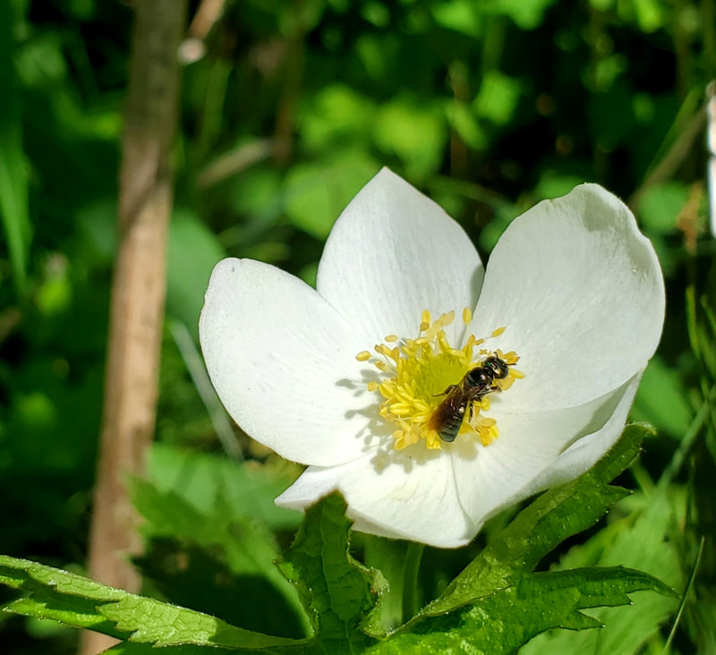Small metallic bee on white flower