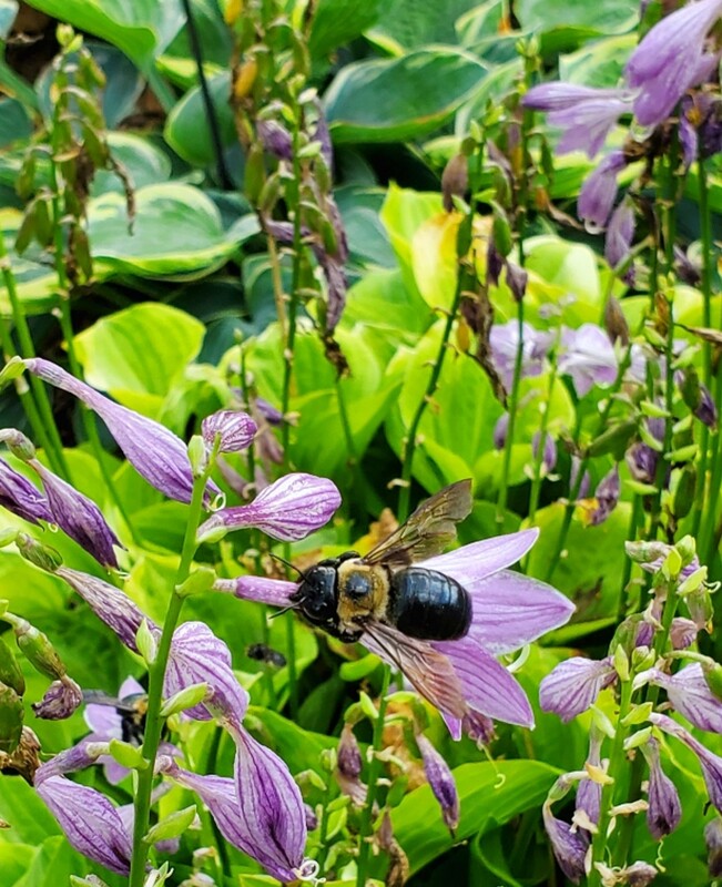 Large black carpenter bee nectar robbing through a hole in a long purple flower