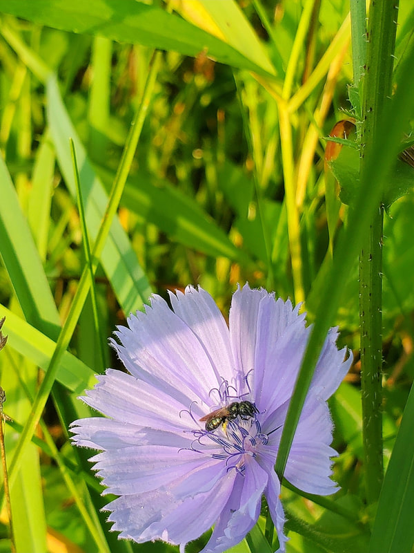 Small metallic green bee on a purple flower