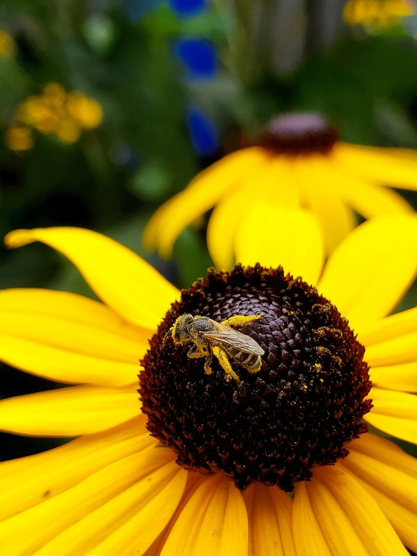 A small striped bee covered in pollen on a yellow flower