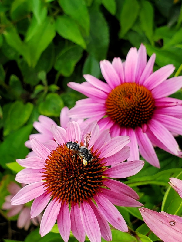 A small black bee on a pink coneflower