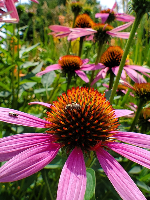 Two small bees on a pink coneflower
