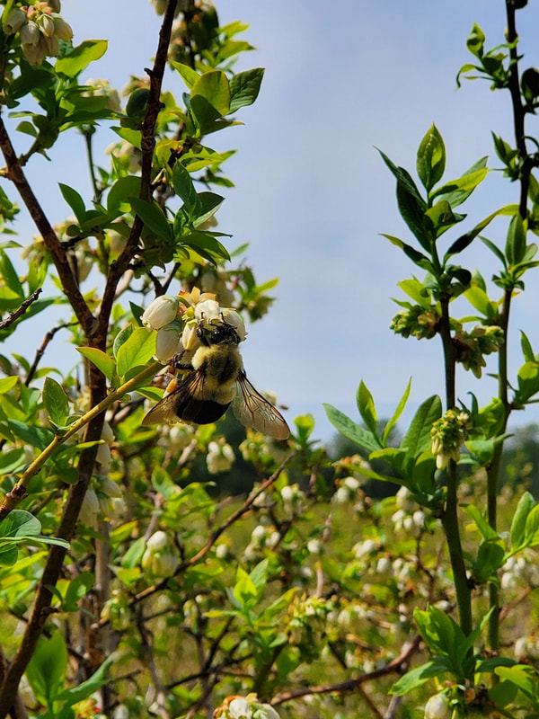 A large bumble bee on a white blueberry flower