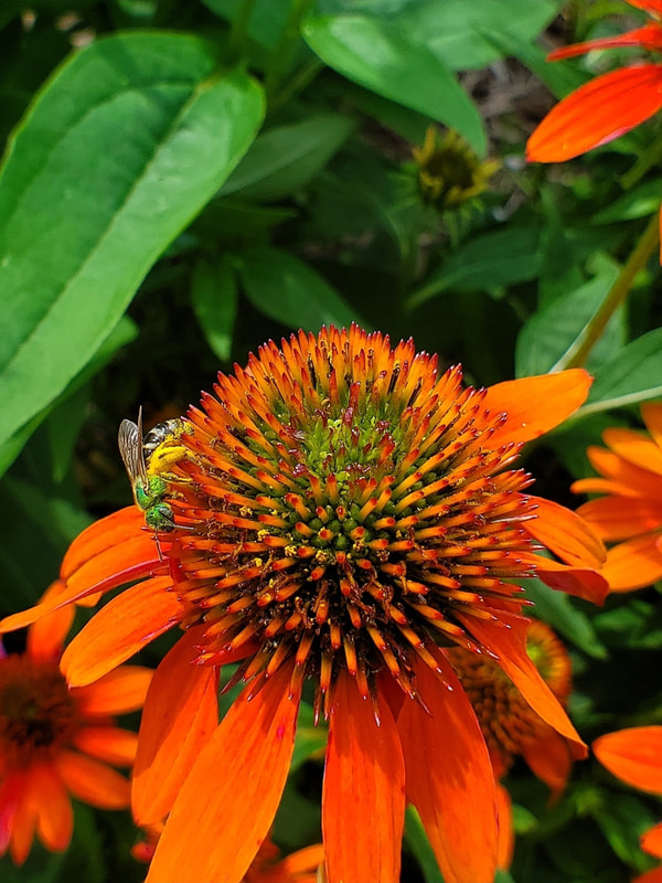 A small green metallic bee with yellow pollen on an orange coneflower